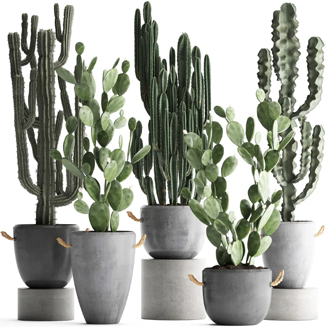 Plant Collection cactus 386. Concrete, Cereus, Opuntia, pot, flowerpot, indoor plants, Prickly pear, outdoor, desert plants, cactus — Descargar