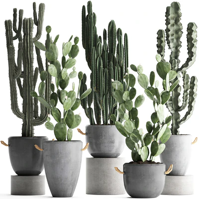 Plant Collection cactus 386. Concrete, Cereus, Opuntia, pot, flowerpot, indoor plants, Prickly pear, outdoor, desert plants, cactus — Ver 1