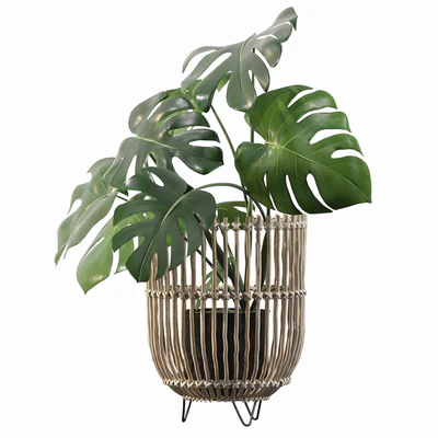 Plants collection 054 - Monstera 04 — Вид 3