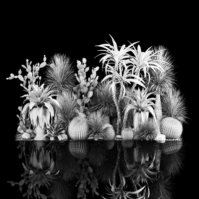 Collection of tropical plants of the desert 1117. cactus, yucca, prickly pear, thickets, bushes, garden, dracaena — Ver 3