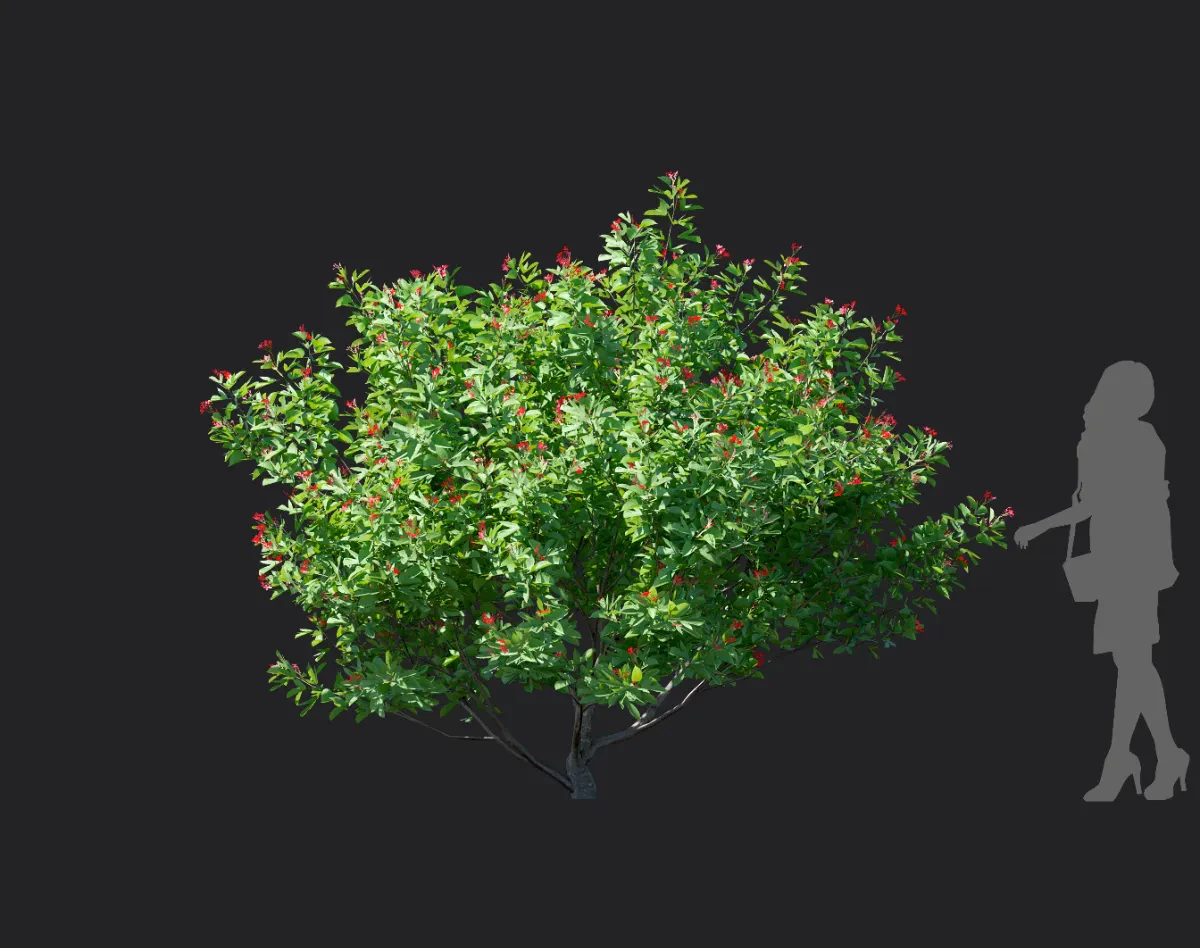 jatropha integerrima 001 — Скачать