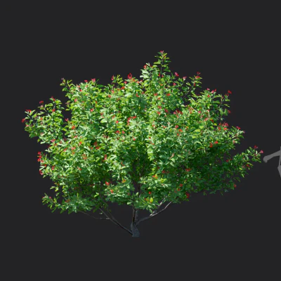 jatropha integerrima 001 — Скачать