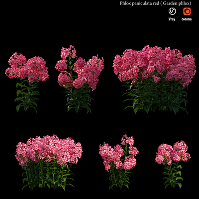 Phlox paniculata red — Ver 3