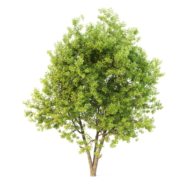 ash tree02 — Descargar