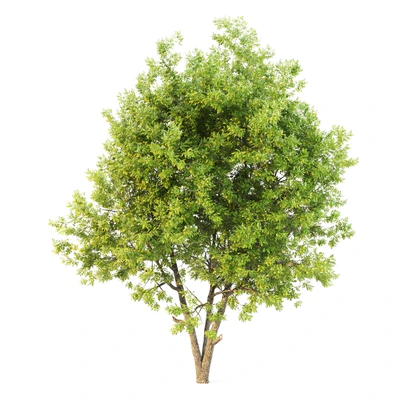 ash tree02 — Ver 2