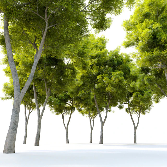 African fern pine (afrocarpus-falcatus)  2 — Descargar