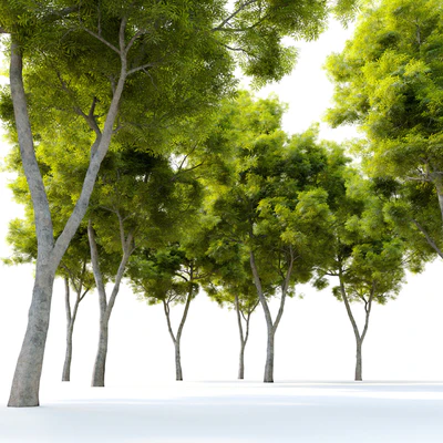African fern pine (afrocarpus-falcatus)  2 — Ver 3