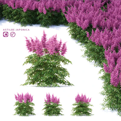 Astilba Japanese | Astilbe japonica — Ver 1