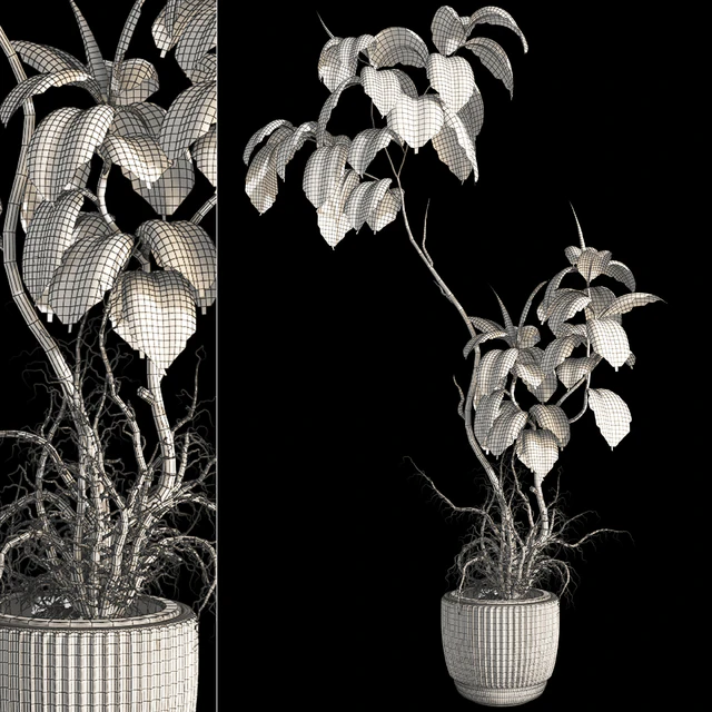 Bonsai Jungle Ficus Elastica Rubber Tree 339 — Descargar