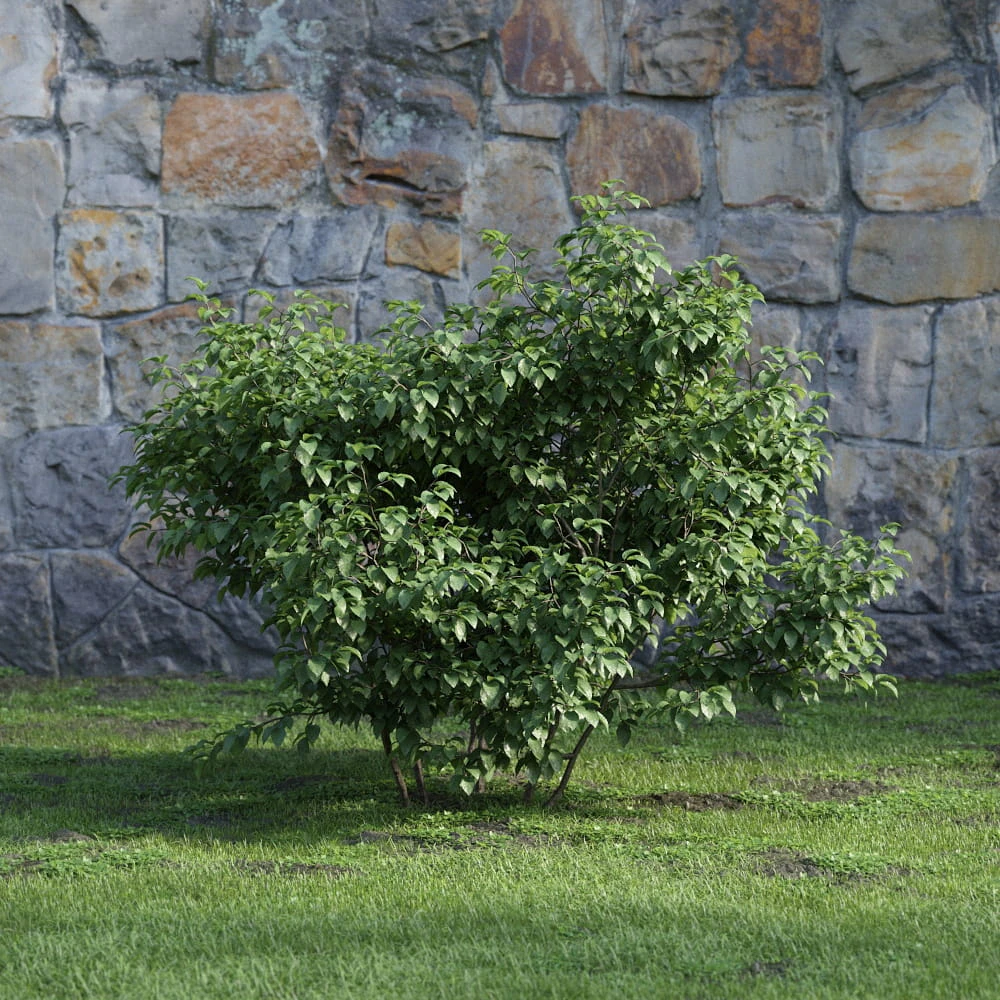 plants and bushes 009 — Descargar
