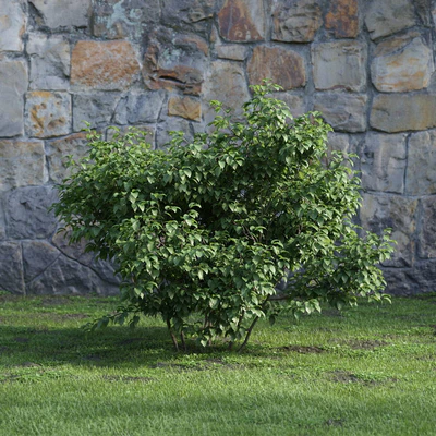 plants and bushes 009 — Descargar