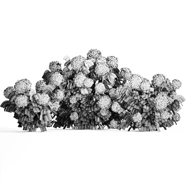 Three beautiful white hydrangea bushes with flowers for the garden, hedge, plant collection 1180 — Descargar