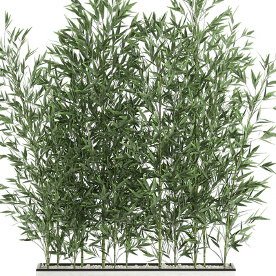 Lush thickets of bamboo bushes in a white pot pot, bamboo. Set 579. — Ver 3