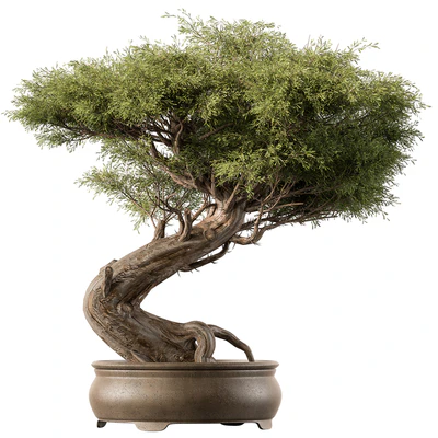 indoor Plant 452 - Bonsai Plant — Ver 1