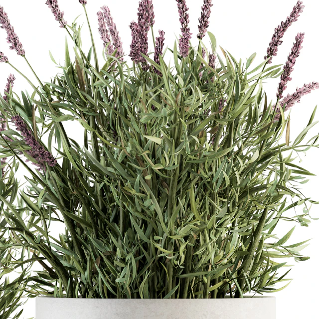 indoor Plant Set 183 - Lavender Bush — Descargar