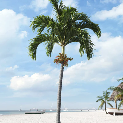 palm trees 002 — Descargar