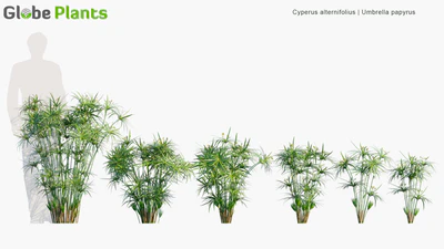 cyperus alternifolius — descargar