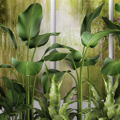 The collection of plants in pots 16. green painting, calathea lutea, asplenium, bushes, pot, flowerpot, concrete — Ver 4