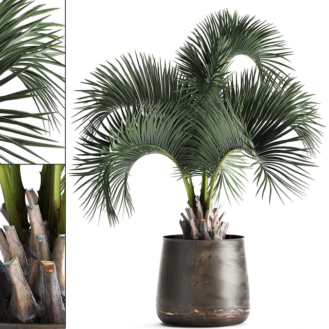 Lush interior palm tree in a metal loft pot with Butia. 995. — Descargar