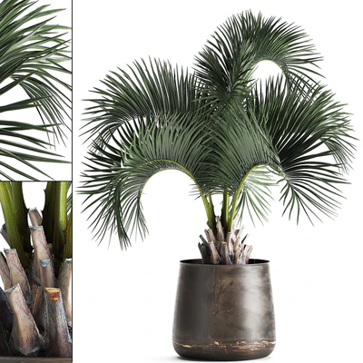 Lush interior palm tree in a metal loft pot with Butia. 995. — скачать