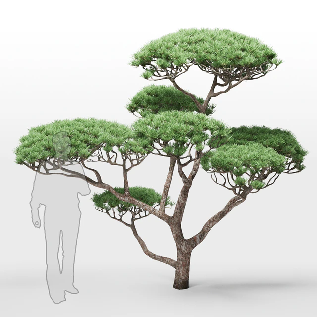 pine 2 — Скачать