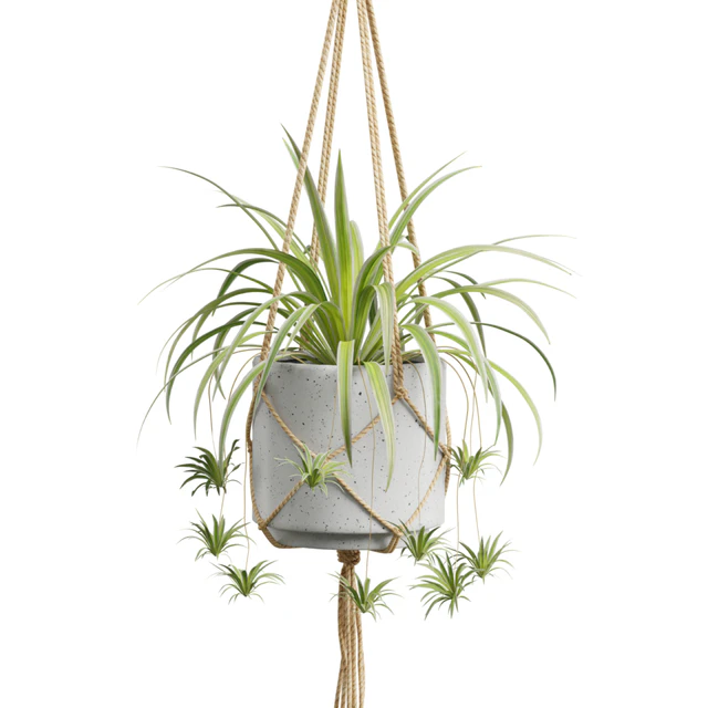 Hanging Plants 01 — Скачать