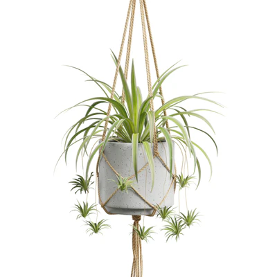 Hanging Plants 01 — Вид 5