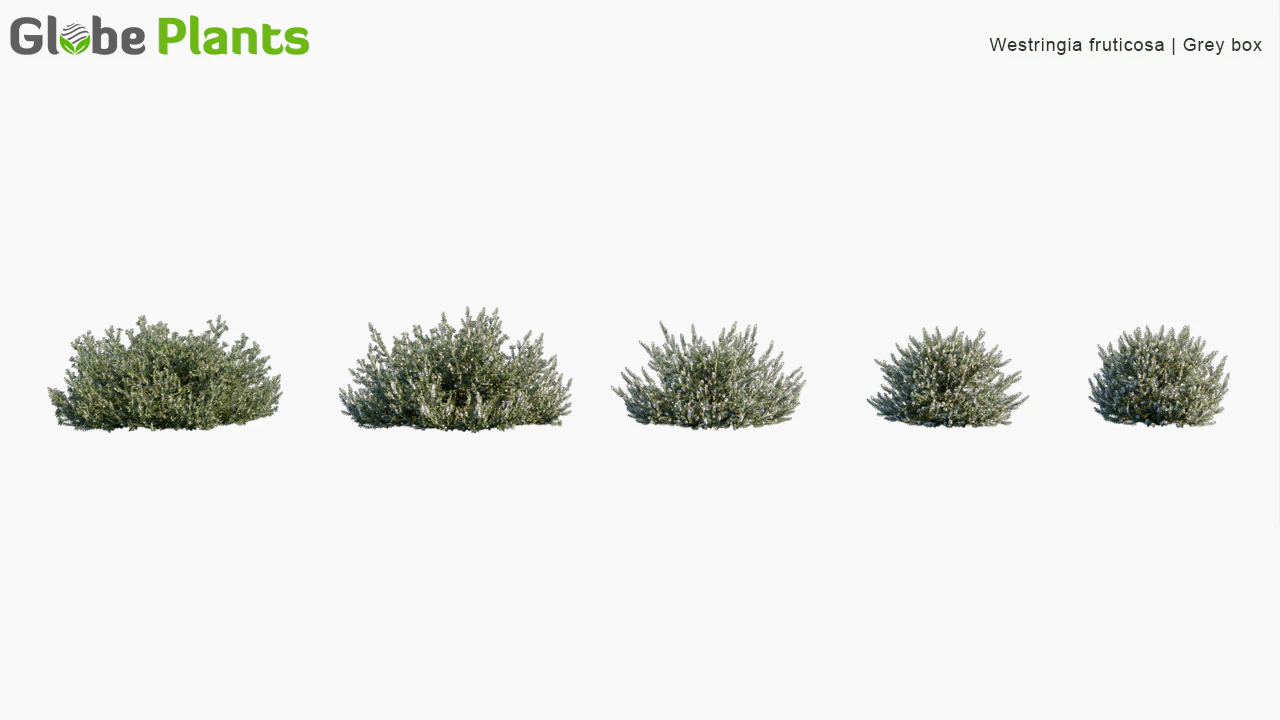 westringia fruticosa — Скачать