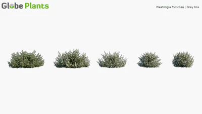 westringia fruticosa — descargar