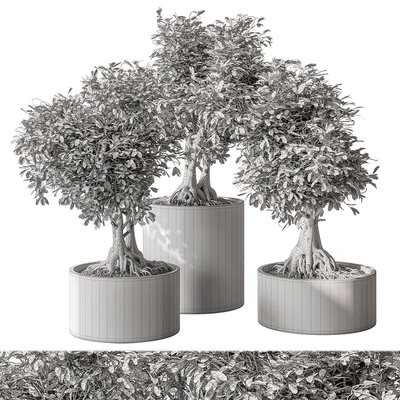 indoor Plant Set 440 - Bonsai — Вид 3