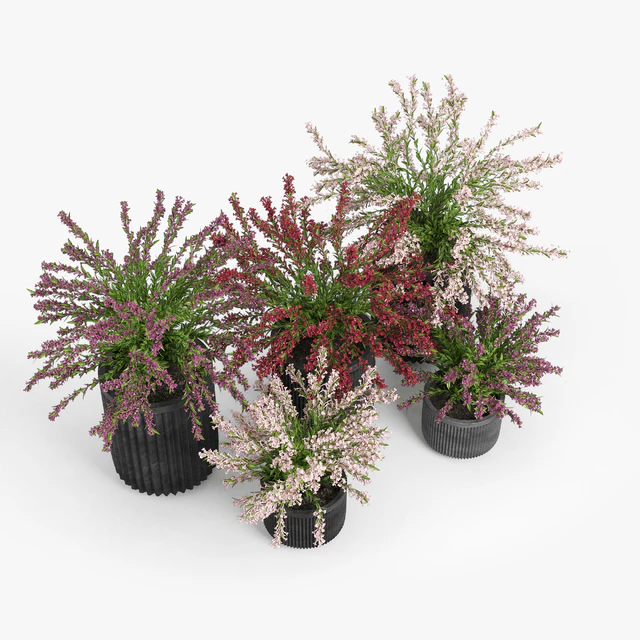 Cozzo planter weigela — Download