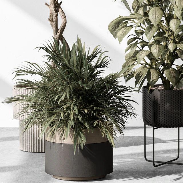 Indoor Plant 531 -Tree in Pot — Descargar