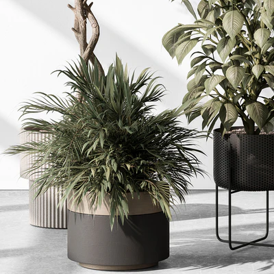 Indoor Plant 531 -Tree in Pot — Ver 4