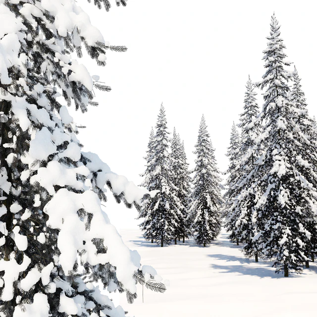 Winter Norway Spruce 02 — Descargar