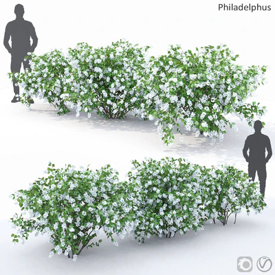 Philadelphus (shrub) — Ver 1