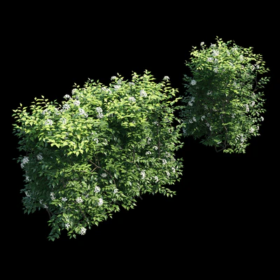 Murraya paniculata hegde — Ver 1