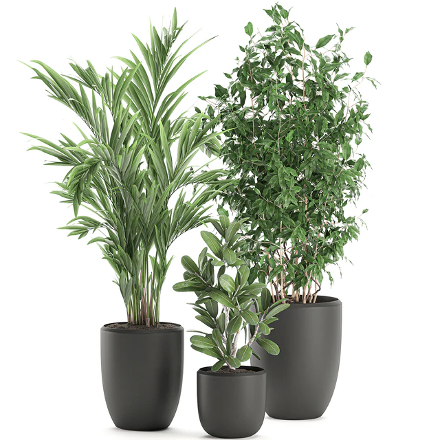 Collection of plants in black pots with Ficus benjamin, palm, hovea, neanta. Set 567. — Descargar