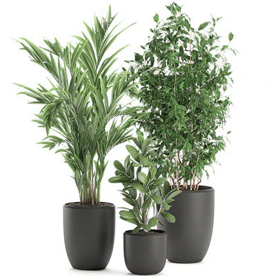 Collection of plants in black pots with Ficus benjamin, palm, hovea, neanta. Set 567. — Ver 3