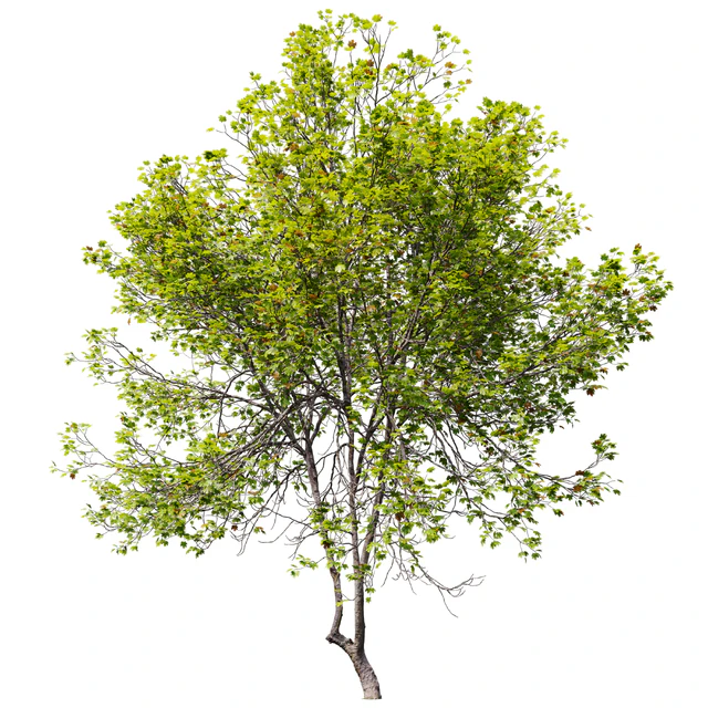 Acer Saccharinum 02 — Скачать