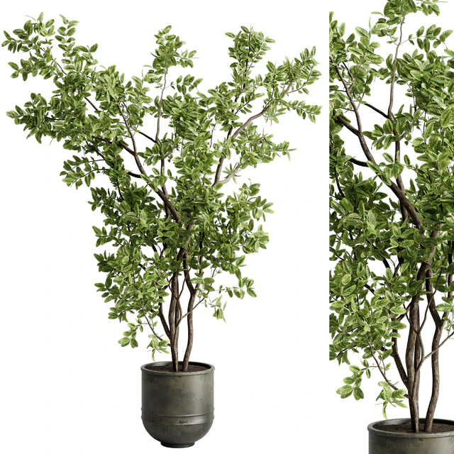 Ficus elastica branch in a metal pot - set indoor plant 618 — Скачать