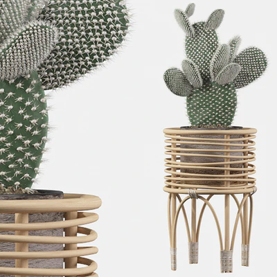 Plants collection 049 - Opuntia microdasys 04 — Вид 1