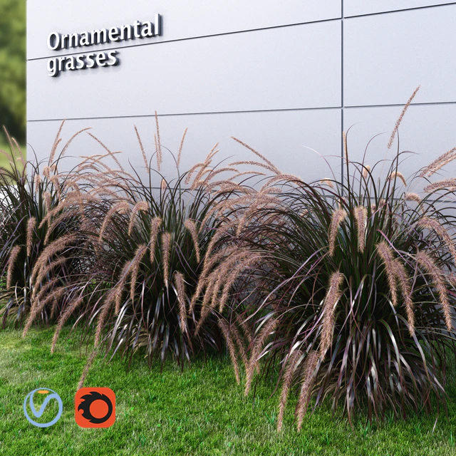 Ornamental grass Fountaingrass purple large — Скачать