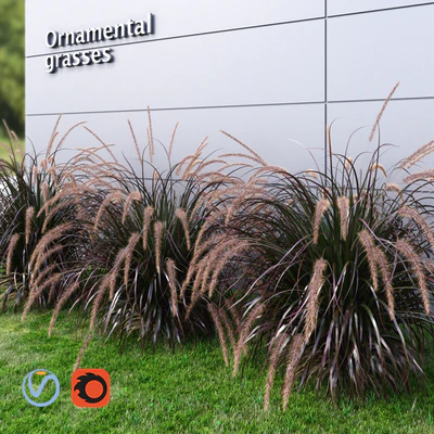 Ornamental grass Fountaingrass purple large — Вид 1
