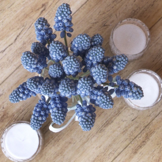 Muscari Hyacinthaceae Candle — Descargar