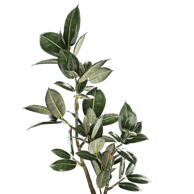 Beautiful small tree in a modern pot Ficus rubbery, elastica, Ficus Abidjan, Ficus Robusta. 1235 — Descargar