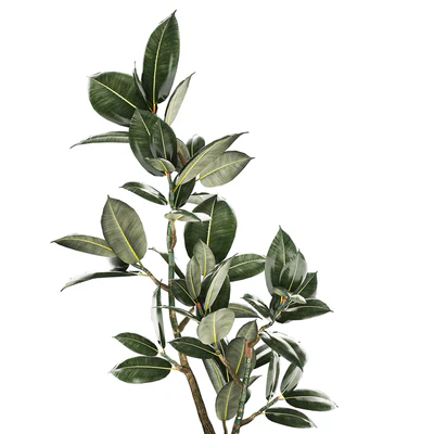 Beautiful small tree in a modern pot Ficus rubbery, elastica, Ficus Abidjan, Ficus Robusta. 1235 — Ver 2