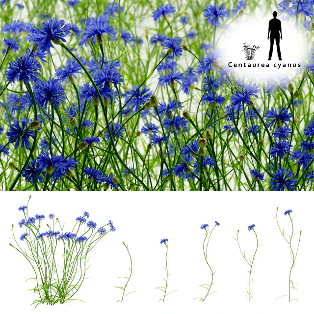 Cornflower blue flower | Centaurea cyanus — Descargar