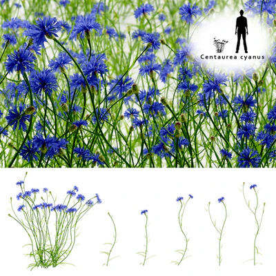 Cornflower blue flower | Centaurea cyanus — Ver 1