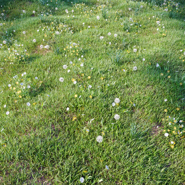 grass for landscaping set03 — Скачать