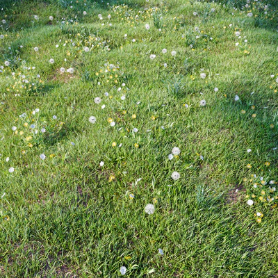 grass for landscaping set03 — Вид 1